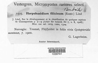 Image of Herpobasidium filicinum